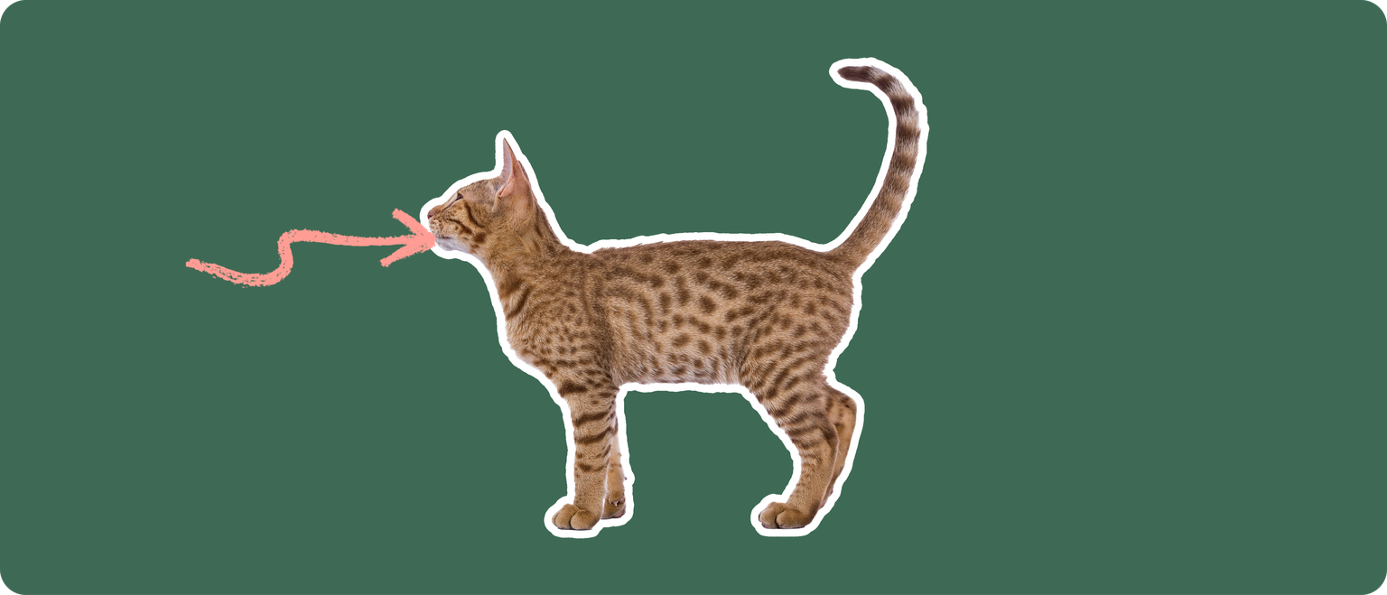 An Ocicat cut out with a white outline, with a pink arrow pointing to it's mouth, on a solid green background
