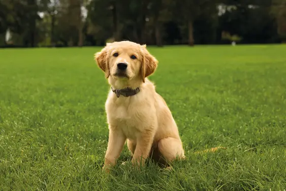 Image of a Golden Retriever puppy outdoors