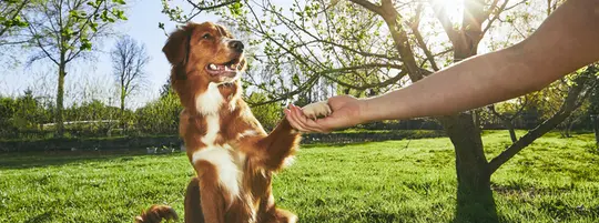 Person holding dogs paw