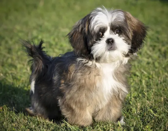 Brindle Shih Tzu