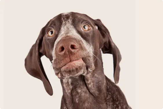 German shorthair pointer