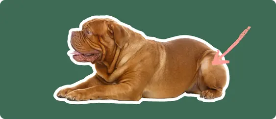A Dogue de Bordeaux cut out with a white outline, laying down, with a pink arrow pointing to it's back hip, on a solid green background.