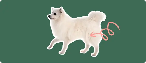 The sideview of a fluffy white American Eskimo dog cut out with a white outline, with a pink arrow pointing to it's back hip, on a solid green background