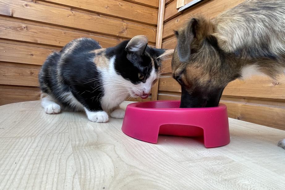 A cat and a dog eat out of the same bowl