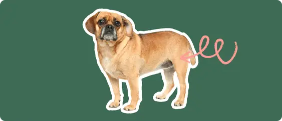A puggle dog cut out with a white outline, with a pink arrow pointing to it's back hip, on a solid green background