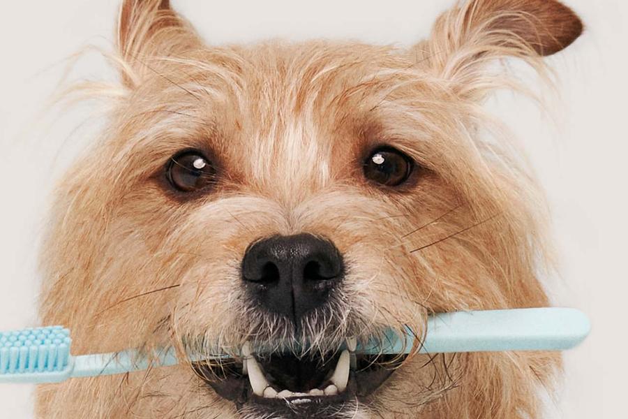 A dog with a toothbrush in his mouth