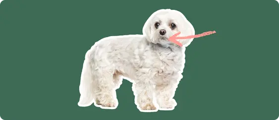 Maltese