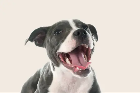 Image of a black-and-white Staffie (Staffordshire Bull Terrier) puppy