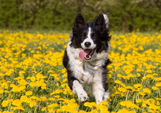 Border Collie amongst flowers