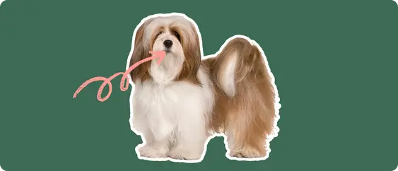 Image of a brown Lhasa Aspo with a pink arrow drawn to its mouth