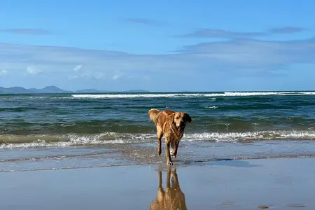 Image of a Golden Retriever, Bertie, running on a beach