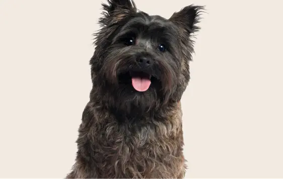 Image of a black Cairn Terrier looking into the camera