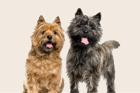 Image of two Cairn Terriers looking into the camera. One is brown, the other is black.