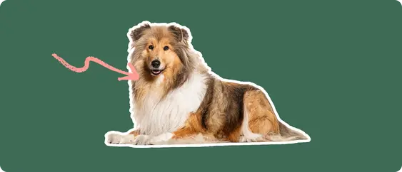A cut out of a Rough Collie laying down, with a white stroke, on a green background, with a pink arrow pointing to it's throat.