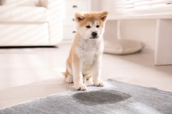 A Shiba puppy looks on after they've peed on a grey carpet