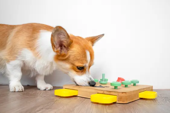 Corgi dog bent over interactive educational toy pokes his nose into holes for hidden treat