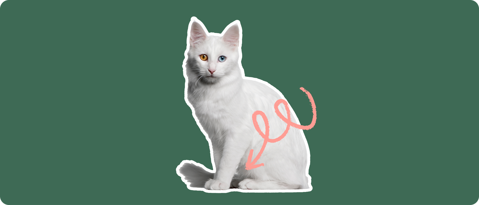 A white Turkish Angora cat with one brown eye and one blue eye, cut out with a white outline, with a pink arrow pointing to it's lower belly, on a solid green background