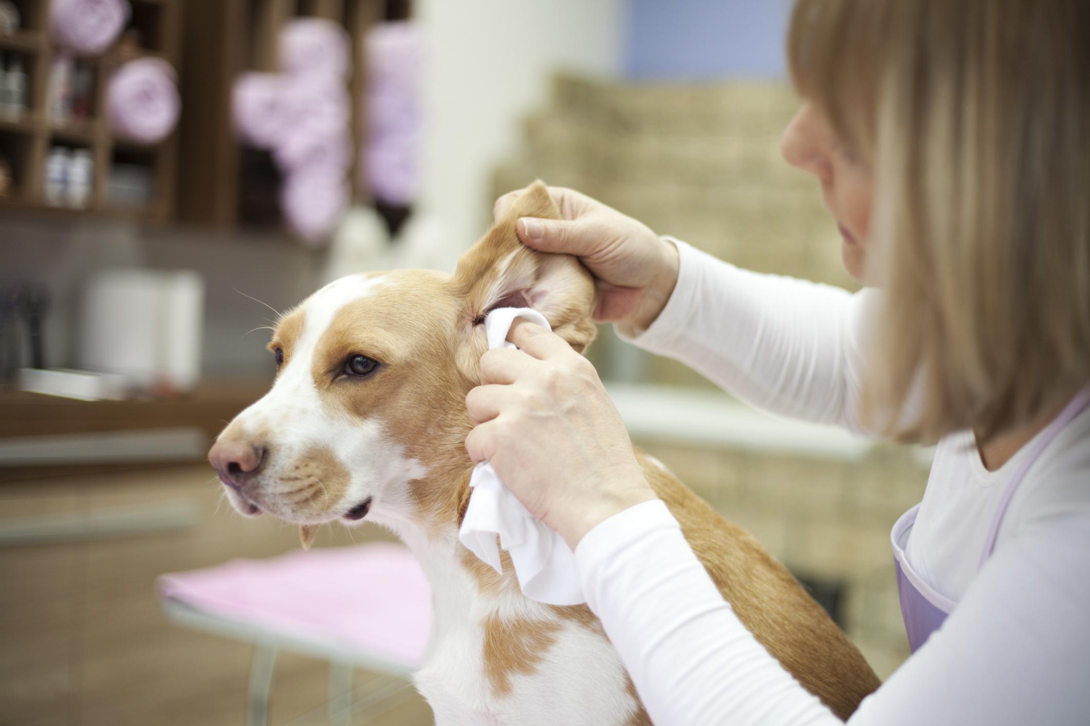 A dog groomer cleans a brown-and-white dog's ears
