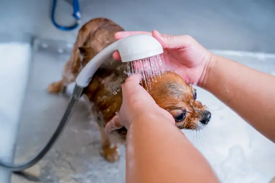 Puppy getting shower