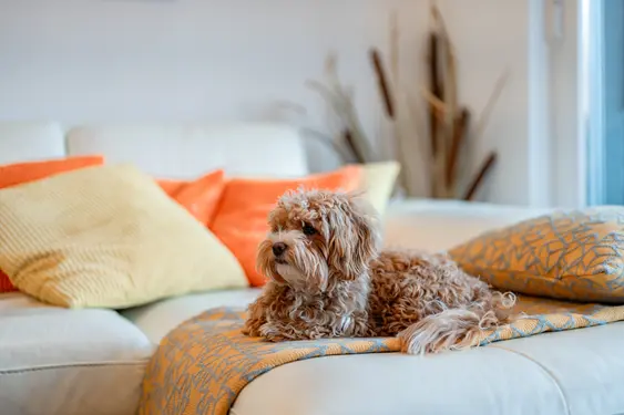 Image of a dog relaxing on a couch