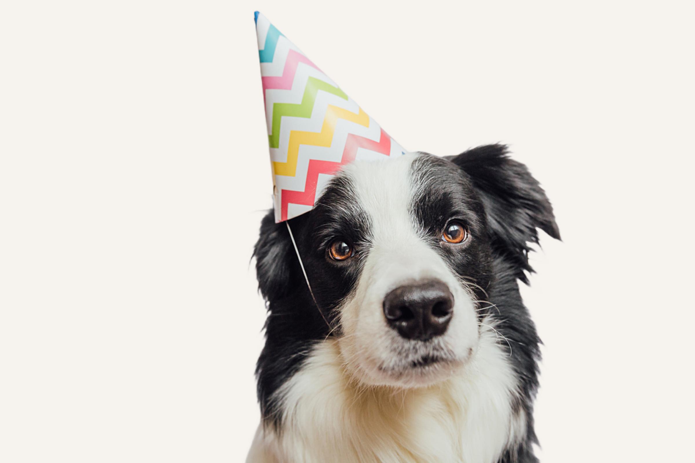 A close-up of a black and white Border Collie wearing a colorful party hat, looking straight ahead with a curious gaze.