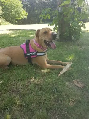 Dog in garden