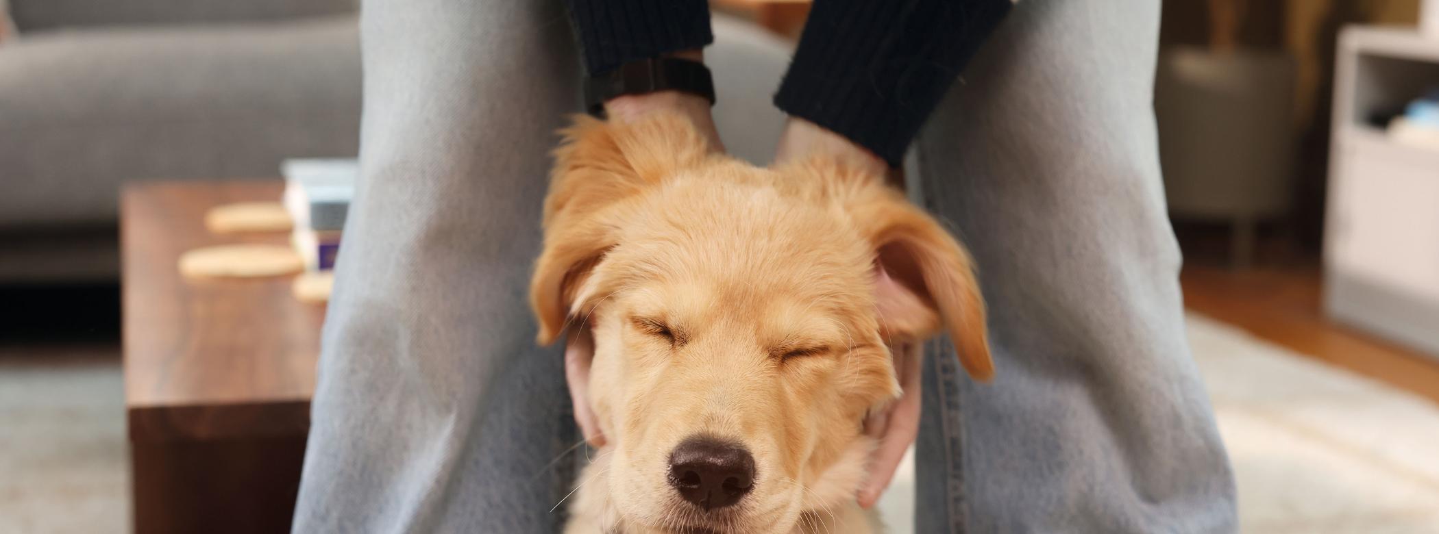 Image of a Golden Retriever puppy being stroked by its owner