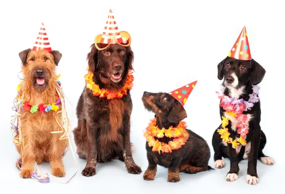 Image of four dogs with birthday party hats