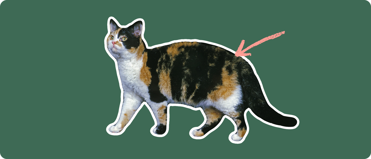 ut out with a white outline, with a pink arrow pointing to it's back, on a solid green background