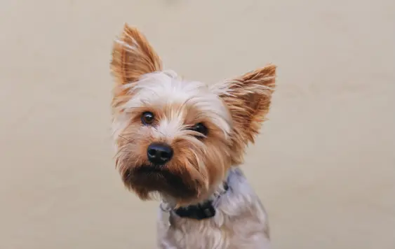 yorkie on tan background