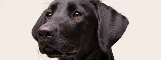 lab