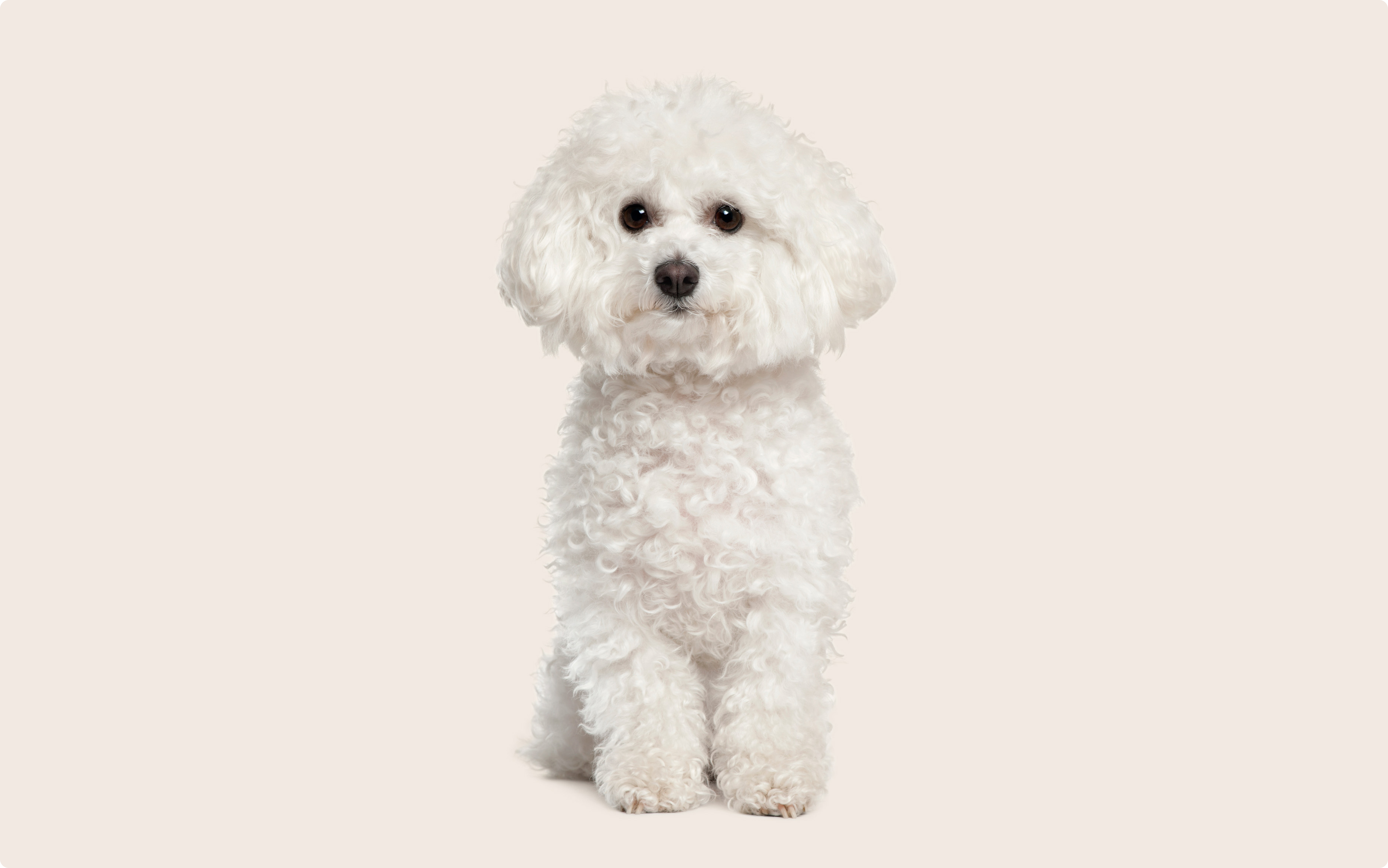 Bichon frise