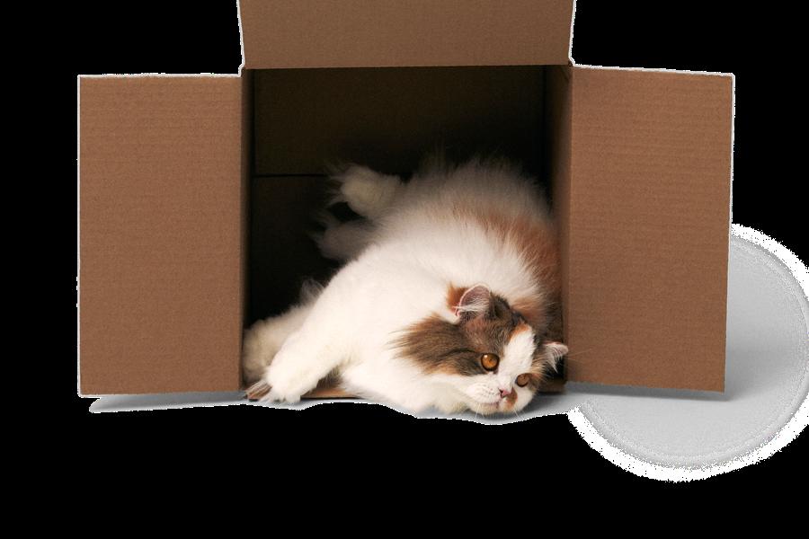 Fluffy cat falling out of cardboard box
