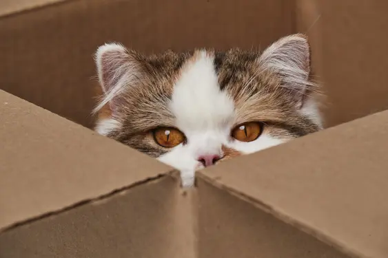 Cat hiding in a box