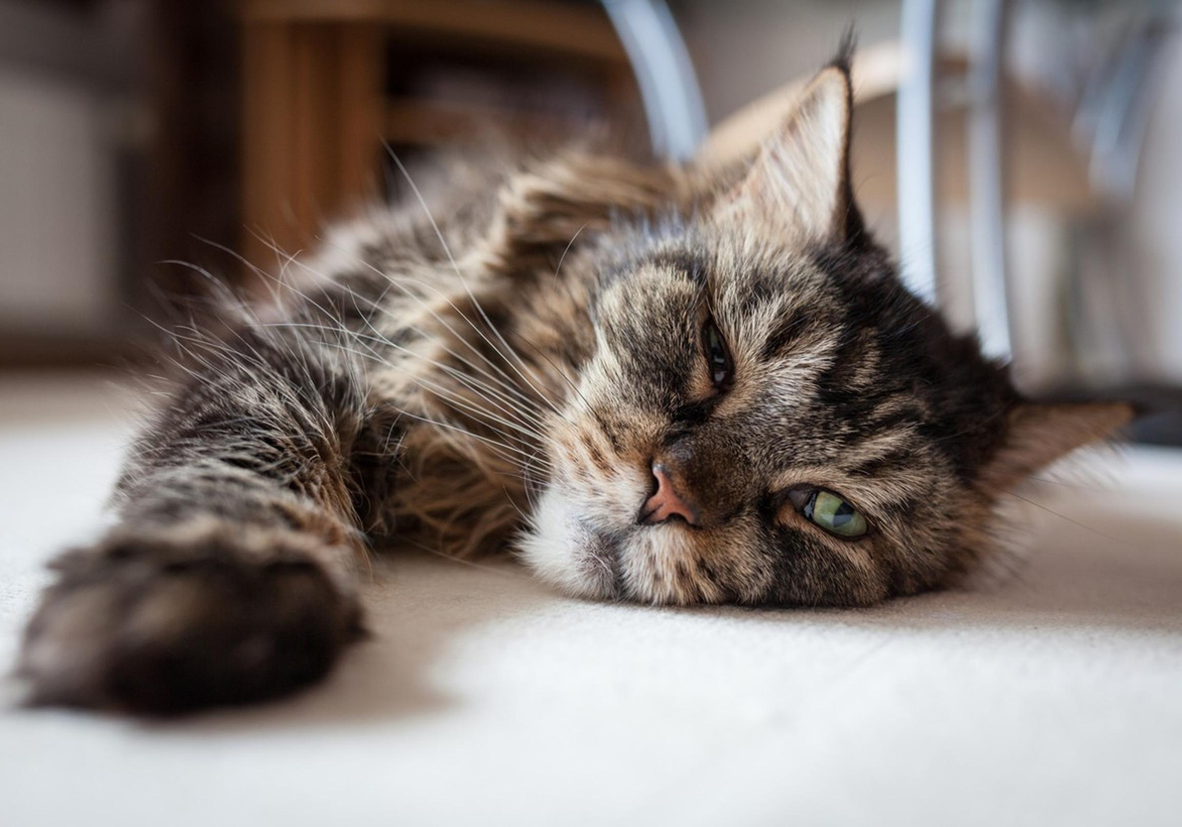 Lazy cat stretching