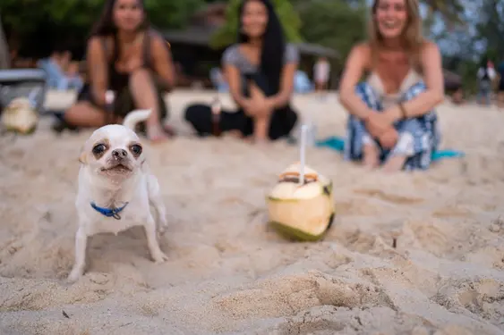 A happy dog looks into the camera while stood on the beach, there's a coconut next to them