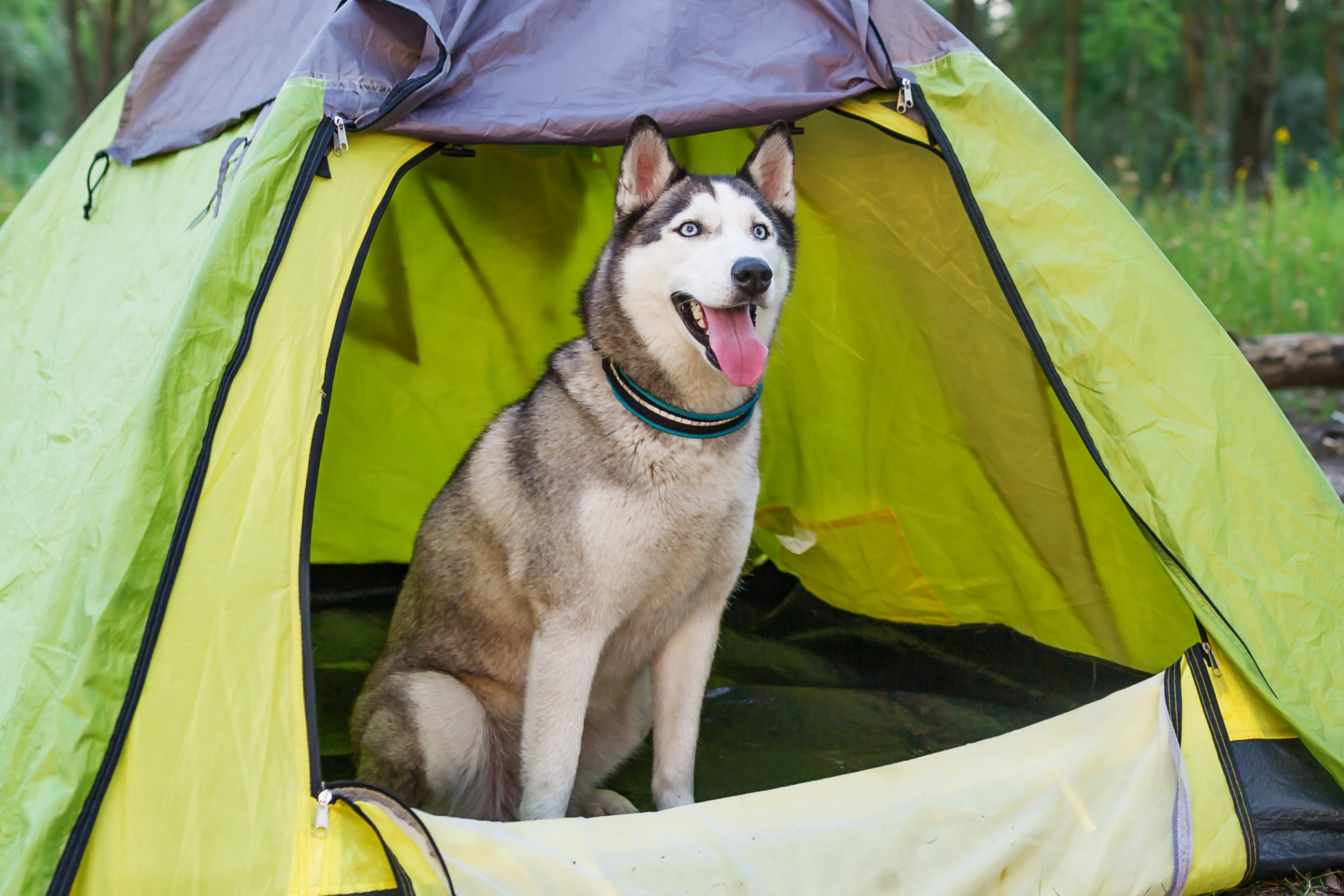 A husky dog sitting in a tent with a campfire in the background, creating a cozy camping atmosphere.