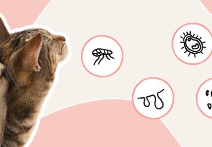 A cut out of a cat scratching it's ear, with bubbles floating next to it, in each bubble is an illustration of a germ or parasite