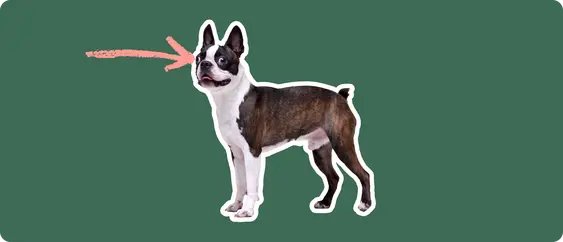 Boston Terrier with a pink arrow drawn to its eye