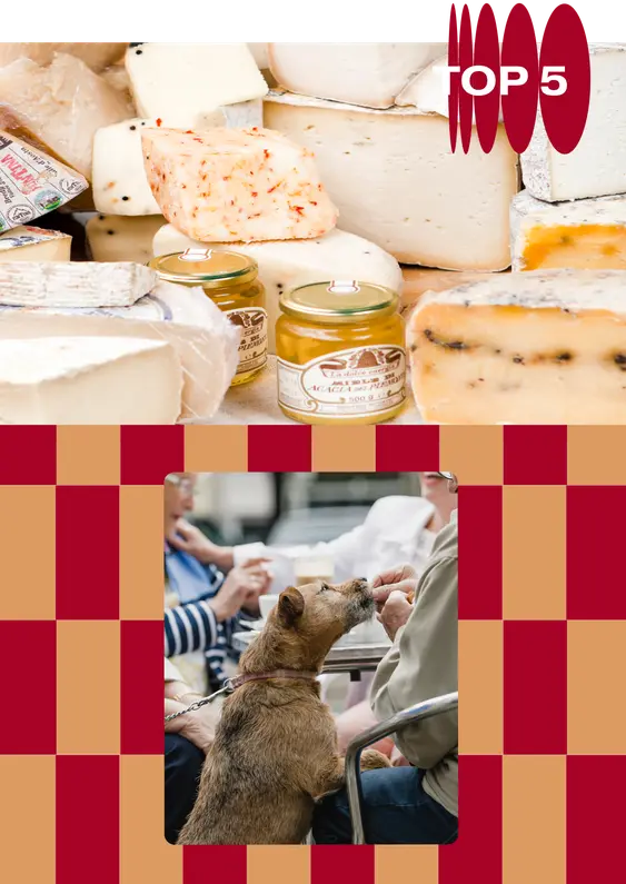 To the top, a close up of a table of cheese and confitures. To the bottom, on a background of red and orange checkerboard, a small dog takes a treat from its owner with its mouth.