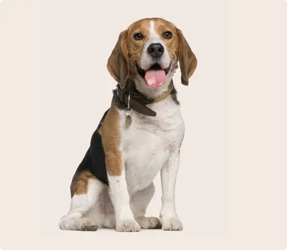 Beagle