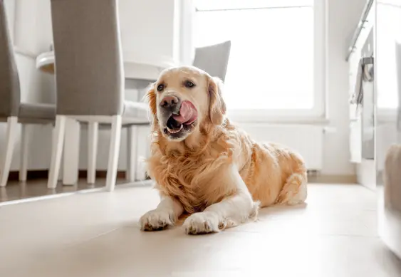 A Golden Retriever licks their lips as they lie on a kitchen floor
