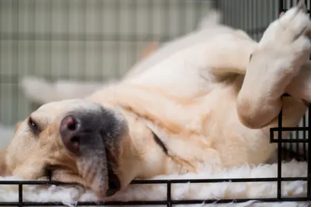dog sleeping in crate