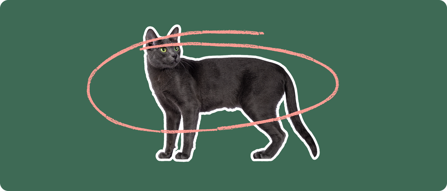 A Korat cat cut out with a white outline, with a pink circle around it's body, on a solid green background