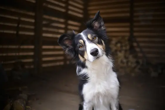 Image of a Border Collie tilting its head
