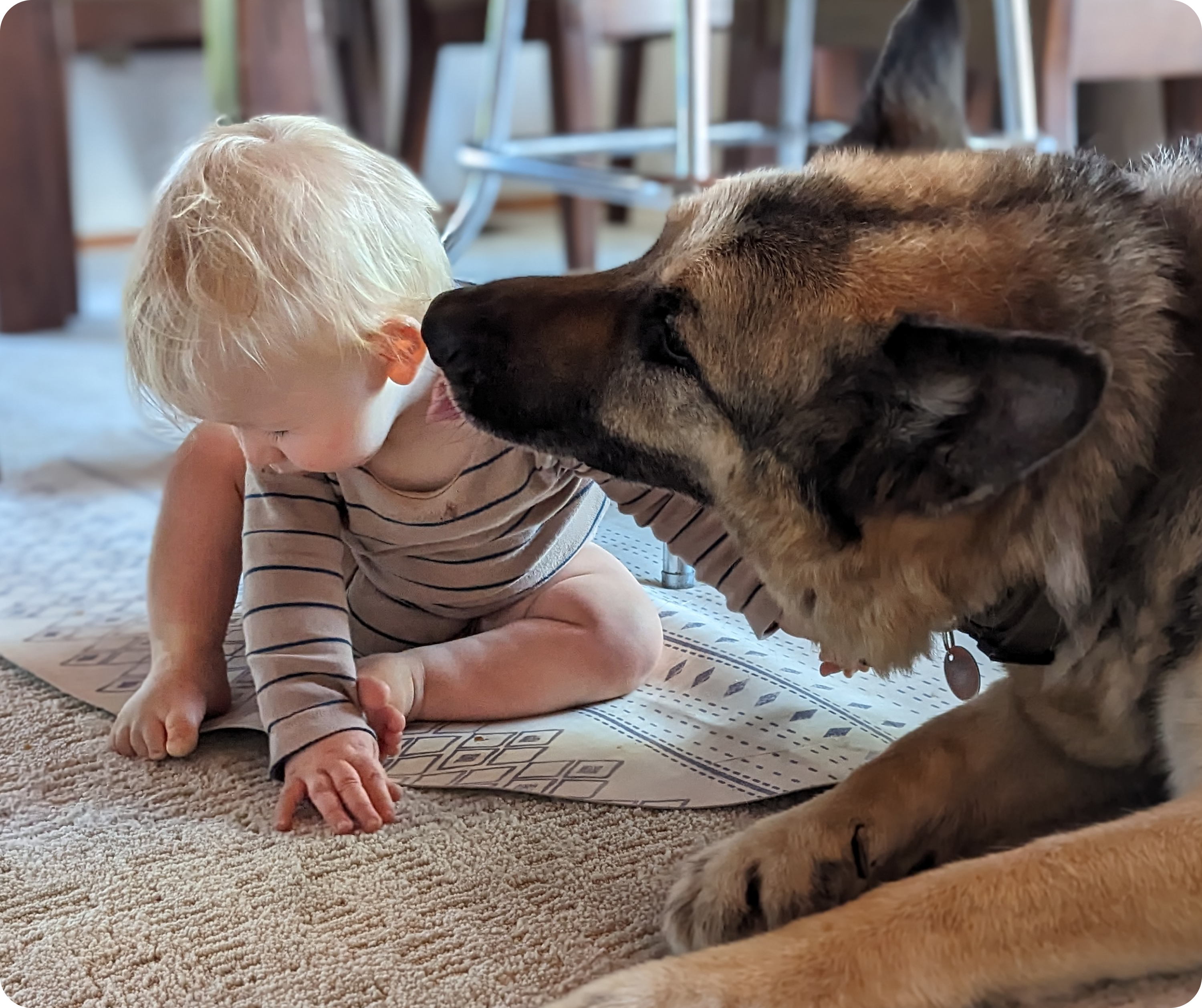 A toddler and a German Shepherd dog in close proximity to each other on a carpet. The child is sitting and looking down, seemingly focused on something on the floor, while the dog is attentively sniffing towards the child. The interaction suggests a familiar and gentle relationship between the two, indicative of the dog's protective and curious nature towards the young child. The setting appears to be a home environment with natural lighting.
