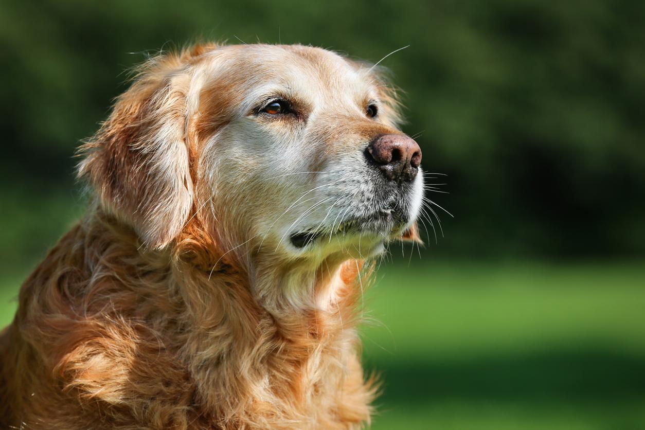 An old Golden Retriever looks beyond the camera, they're outside in what looks like a green park