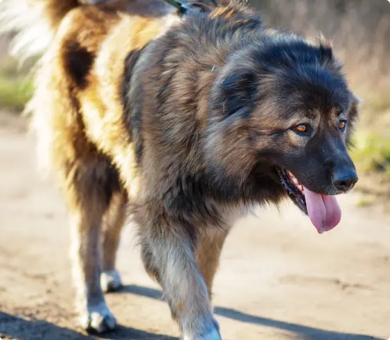 Caucasian Shepherd walking outdoors