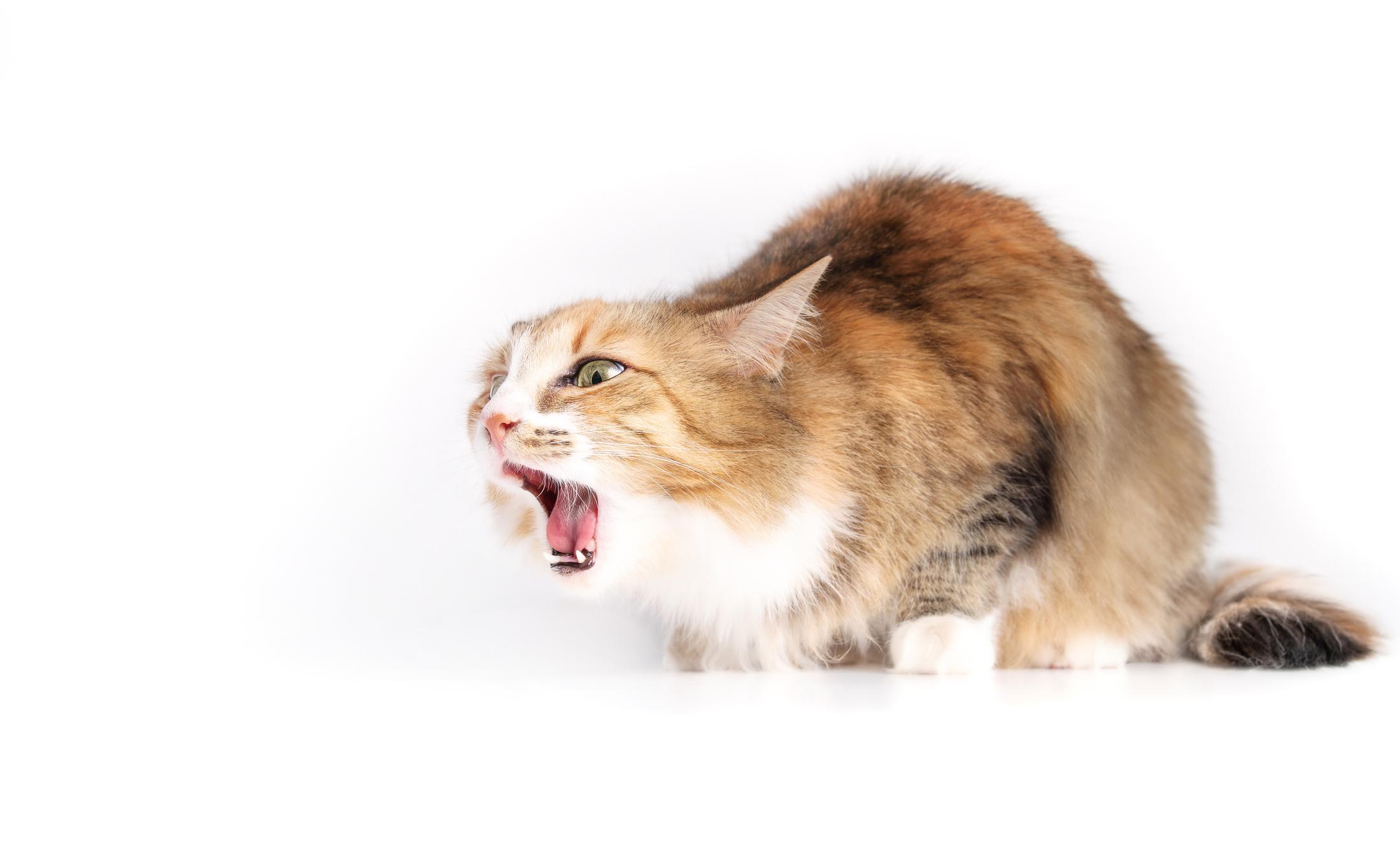 A brown cat gagging on something on a plain white background