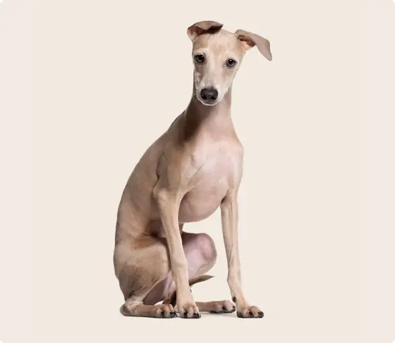 Italian Greyhound puppy with ears flopped over to the side sits against a beige background